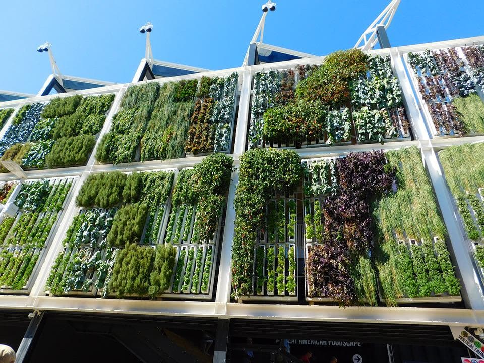 ealizzazione di un giardino verticale foto