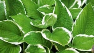 Hosta foto