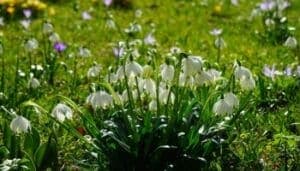Leucojum (Campanellino di Primavera)
