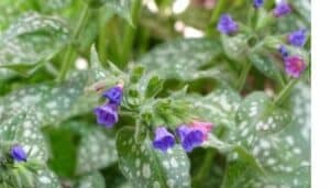 Pulmonaria foto