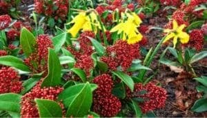 Skimmia japonica foto