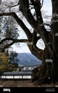 Un tronco dalbero di quercia che si erge sulla strada, circondato da un paesaggio urbano ricco di vegetazione un tiglio, una sakura in fiore e altri alberi che si stagliano allaperto Ecco lincantevole immagine di un StreetAlbero, una fusione di natura e città da ammirare
