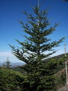Abete fraser o albero di natale