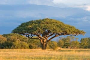 acacia albero o pianta