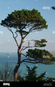 Questa immagine mostra il grande e antico Pino di Monterey che si erge sulla costa Si può vedere la terra sottostante, come la natura che abbraccia lintenso azzurro del mare La linea di costa si estende, invitandoci a godere della libertà e della bellezza della costa e dei suoi paesaggi aperti