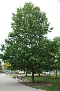 Un albero millenario, una quercia e un tiglio, testimoni di una natura incontaminata, osservano una bicicletta e unauto che transitano allaperto