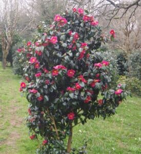 Unaiuola ricca di vegetazione e di fiori dai colori vivaci che rappresentano lamore e la natura dal fiore di dalia al fiore di ibisco, dal fiore di siepe al fiore di albero Unesplosione di bellezza