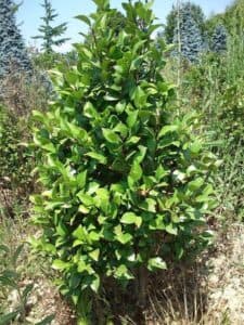 Questo cespuglio di mirtillo è un simbolo di amore e di cura Produrre una vegetazione rigogliosa che porta deliziose bacche di mirtillo, questa è la forza che nutre e riempie la nostra vita di cibo nutriente e di frutta deliziosa