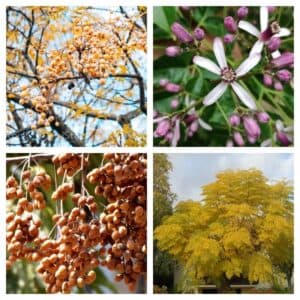 Questa immagine unica e straordinaria è un collage di arte che rappresenta un albero medicinale Le sue foglie sono riccamente decorate con polline, gemme, fiori e frutti Questo albero ha unaura di mistero e forza intorno a sé, rappresentando la bellezza e la forza della natura
