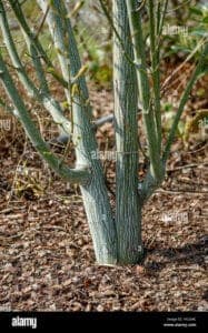 Una scala serpente che si arrampica lungo un tronco dalbero, circondata da una rigogliosa vegetazione, immersa in uno splendido bosco allaperto, a piedi sulla terra della natura
