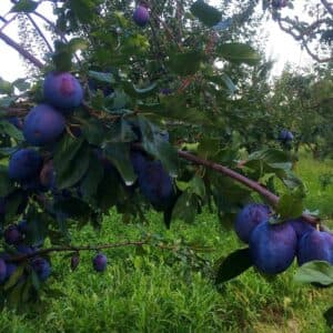 Questa foto ritrae un albero magico ricco di frutti saporiti Sui rami pendono prugne, bacche, mirtilli, pere e mele, una varietà di prodotti naturali che suggerisce una ricca scelta di prelibatezze per la tavola