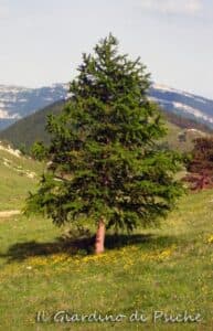 Questa immagine mostra un tipico esemplare di larice europeo, una conifera del genere dei pini e degli abeti che può raggiungere dimensioni considerevoli ed è una delle piante più importanti della foresta