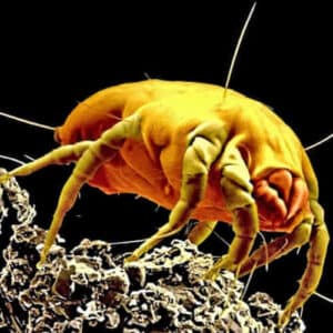 Foto dettagliata di una blatta rossa su un tappeto, indicativa della presenza di acari e altri insetti nei tessuti domestici