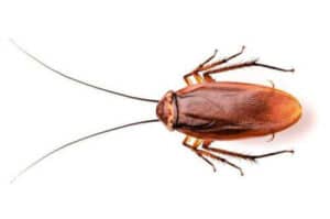 Esperto di disinfestazione mentre elimina la presenza di blatte in una casa