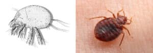 Varietà di blatte comuni utilizzate come esempio di insetti nocivi nel contesto del trattamento degli acari nel legno