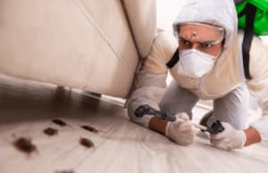 Immagine di blatte per illustrare larticolo sulla disinfestazione fai da te rispetto allintervento professionale