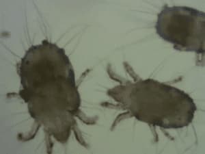 Blattella orientalis, comunemente conosciuto come scarafaggio orientale, su un pavimento, mostrando le sue caratteristiche tipo le antenne lunghe e il corpo marrone scuro, un insetto spesso confuso con lacaro della polvere nel contesto domestico