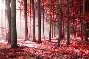 bosco di faggi rossi