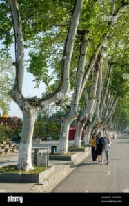 Un platano iconico cammina lungo una strada cittadina, con la sua imponente chioma che si staglia contro il tronco nodoso Anche se sembra impossibile, è un WalkingAlbero che porta con sé un sentiero, un marciapiede, unaltra strada e tanti chilometri di camminata