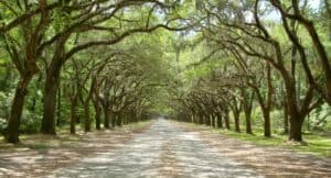Unimmagine che ritrae un cipresso baldacchino che sovrasta un TrailParco pieno di verdeggiante vegetazione, paesaggi urbani in lontananza, strade che si perdono tra gli alberi e il bosco, e un sentiero che si avvia in un boschetto di alberi Una vista mozzafiato che invita a percorrere il sentiero e scoprire quello che nasconde