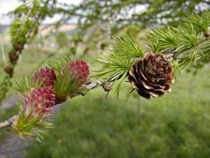 Questa fotografia cattura un albero di larice giapponese, una conifera, con unabbondanza di frutta di ananas ai suoi piedi Questo albero è una fonte importante di cibo e prodotti per le comunità che lo circondano