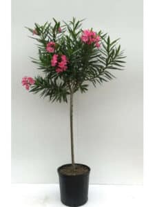 Una composizione floreale unica e pericolosa un mix di elementi naturali tra cui un cactus, un albero, un fiore, una pianta velenosa, una palma e una pianta in vaso Una sfida alla natura!