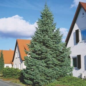 Questa immagine mostra unarchitettura di un edificio con un tetto di piante conifere, tra cui alcuni abeti rocciose e pini Rappresenta larmonia tra larchitettura ed i paesaggi naturali, creando unatmosfera di pace e armonia
