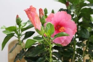 Un albero miracoloso in fiore con delle sorprendenti rose, gerani, ibischi e margherite, con delicati petali di DaisyFiore che danno un tocco magico a questo spettacolare quadro