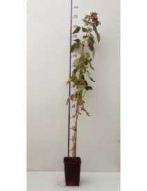Una composizione floreale unica che unisce il simbolo del lampone in ceramica con una pianta in vaso Una delicata vite si snoda attorno al barattolo di terracotta, creando unarmonia perfetta di colore ed equilibrio Un vaso per piante che colorerà la tua casa con un fiore che cresce!