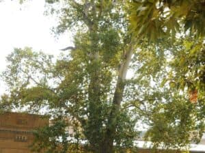 Questa immagine mostra la bellezza della natura Si può vedere un albero di sicomoro, una quercia, una pianta di tiglio, un albero di salice e tanta vegetazione Un paesaggio che ci lascia ammirare la magia degli alberi