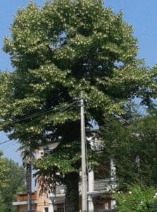 Questa immagine mostra una città moderna che si estende tra una vegetazione rigogliosa, in cui spiccano alberi di tiglio, quercia, platano e palo dellutilità Una scena insolita ma meravigliosa di un bosco urbano, dove luomo e la natura si incontrano in armonia