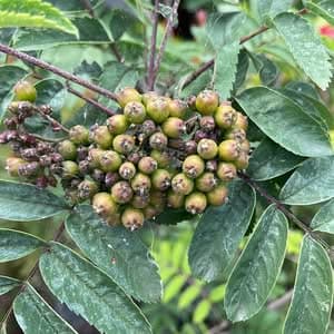 Uccelli che si godono i sapori deliziosi dei mirtilli in una foglia di sorbo, una pianta dai frutti dolci e salutari, un prodotto ricco di benefici e gusto ineguagliabile