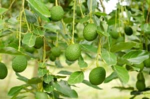 Delizioso! Una ricca varietà di frutta fresca, tra cui lavocado, la pera e la mela di AppleCibo, prodotta con cura e attenzione alle piante