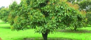 Un delizioso affresco di natura un pino ricoperto di vegetazione che produce frutta come mango e durian Una scena che ci ricorda come la terra possa produrre cibo e erba
