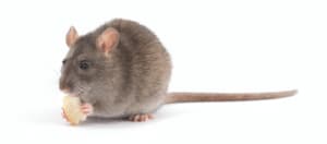 Derattizzare significato e impatto su persone e animali domestici