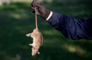 Derattizzazione quanto dura? Scopri le soluzioni naturali per la derattizzazione e cosa aspettarsi da un trattamento di derattizzazione