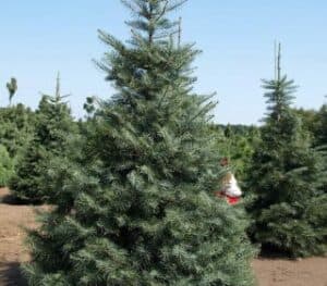 di NataleUn festival di Natale con una persona che ammira un albero di abete coreano, una pianta conifera chiamata TreePino, ricco di decorazioni natalizie!