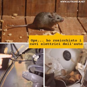 Disinfestazione ambientale come mezzo di prevenzione dei rischi di infestazione da ratti