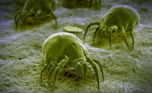 Esperto in disinfestazione che utilizza prodotti biologici per eliminare uninfestazione di blatte