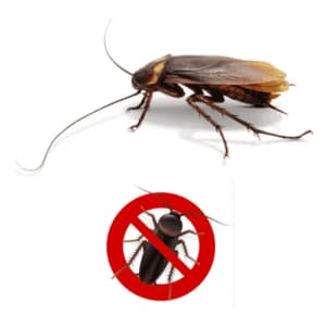 Operatore professionale che esegue la disinfestazione di blatte in una cucina domestica