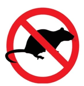 Un tecnico professionista che esegue la disinfestazione da ratti con una soluzione naturale, come unalternativa ai trattamenti chimici