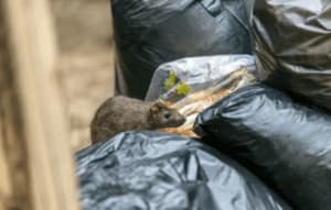 Immagine di un tecnico professionale eseguendo una disinfestazione topo come parte di una procedura di derattizzazione