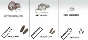 Immagine di una ditta di derattizzazione che mostra il ciclo biologico dei ratti