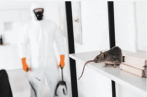 Immagine di una ditta di disinfestazione che offre servizi di derattizzazione, con un dettaglio del costo relativo ad un intervento di derattizzazione