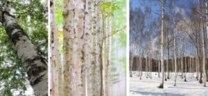 Questa immagine mostra una scena tranquilla ed incontaminata un Kaede giapponese che si erge tra la vegetazione del bosco allaperto La betulla, con il suo tronco bianco, si staglia allorizzonte, offrendo uno spettacolo di bellezza e serenità La terra e le foglie dei grandi alberi avvolgono la scena come un abbraccio