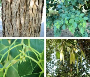 Questa immagine ritrae un albero esotico con un tronco robusto e possenti foglie verdi La vegetazione circostante è una foresta fitta con erbe e arbusti erbacei che ricoprono il terreno Una vista spettacolare di una foresta incontaminata