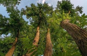 Un albero esotico nella sua foresta naturale, circondato da una fitta vegetazione, terreno boscoso e una foresta pluviale allaperto Una giungla affascinante che offre una vista mozzafiato della foresta