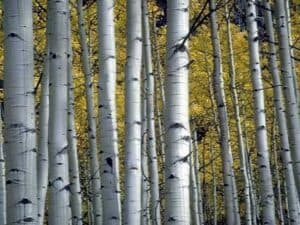 Questa splendida immagine mostra una Betulla Occidentale in un giardino, circondata da un paesaggio ricco di vegetazione Una visione che ricorda laperta e la natura incontaminata, in cui lalbero regala una sensazione di tranquillità e di serenità