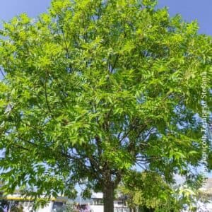 Una persona allaperto, circondata dalla natura, con un albero medicinale di fronte a lei La sua foglia verdeggiante, il suo tronco robusto, la sua vegetazione rigogliosa la NaturePianta offre protezione e benessere