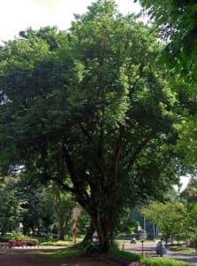 Limmagine mostra una scena magica ed esotica un albero esotico in un giardino, circondato da una grande varietà di alberi e vegetazione, con una persona in motocicletta che viaggia per un arboreto e si ferma in unarea verde naturale RoadAlbero è la tua occasione per scoprire la strada verso la natura!